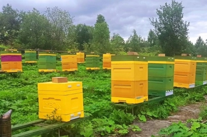 В селе Усть-Кулом настоятель местной церкви занимается пчеловодством