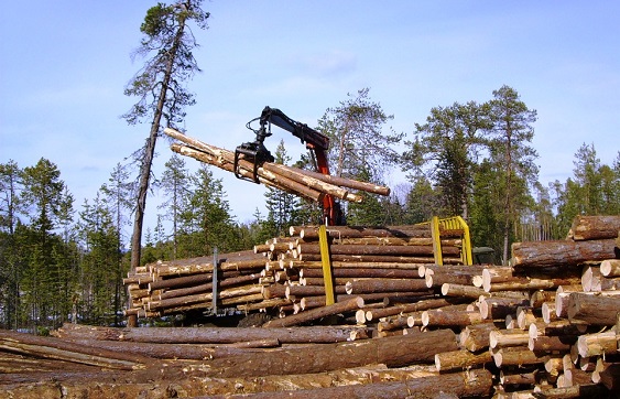 Предложения ТПП Коми по итогам обсуждения республиканской госпрограммы о развитии лесного хозяйства