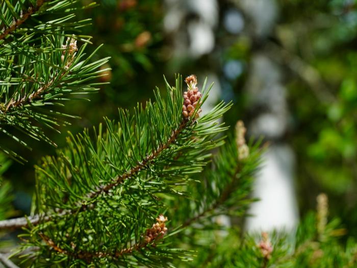 Предприятия лесной отрасли Коми приглашают на семинар по изменениям законодательства в области использовании лесов