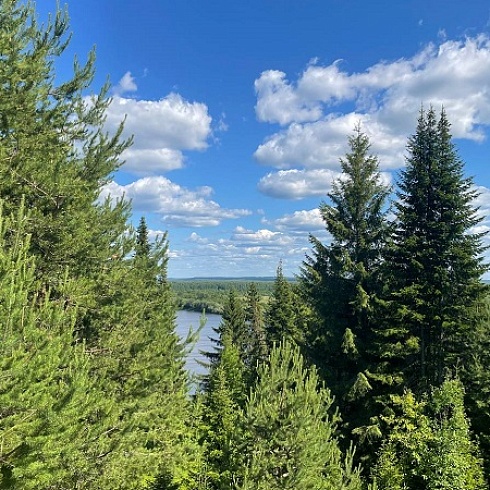 Представители «Лесного эталона» побывали в Сыктывдинском районе Коми на лесных делянках Жешарткого ЛПК  