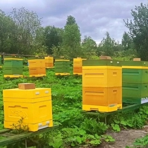 В селе Усть-Кулом настоятель местной церкви занимается пчеловодством