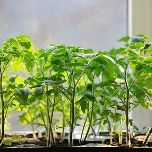 Выбирай своё. Цветущая семейная компания Татьяны Морозовой - участник проекта ТПП РФ «Семейные компании России»