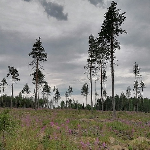 Участникам семинара "От леса до магазина" показали сертифицированный лесной участок "Жешартского ЛПК" 
