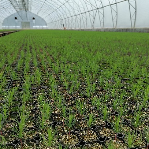 Участникам семинара "Национальная система лесной сертификации" показали «лесные ясли» Сыктывкарского ЛПК