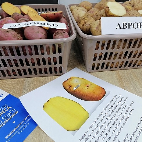 В ТПП Коми прошла торгово-закупочная сессия по реализации картофеля и овощей урожая 2022 года