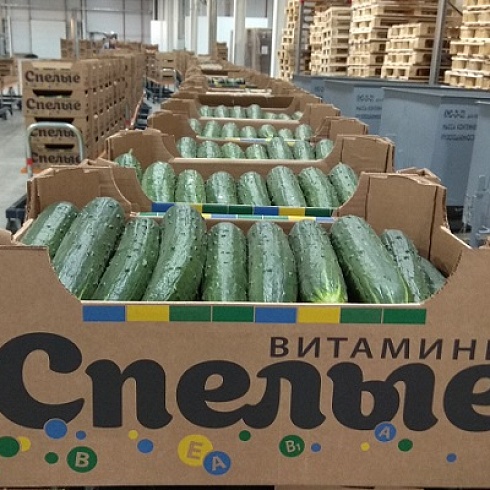 Юрий Колмаков о продукции Тепличного комплекса Сосногорский: «Наши томаты и огурцы значительно вкуснее турецких!»