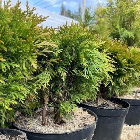 Приглашаем товаропроизводителей Коми принять участие в выставке «Георгиевская ярмарка» 