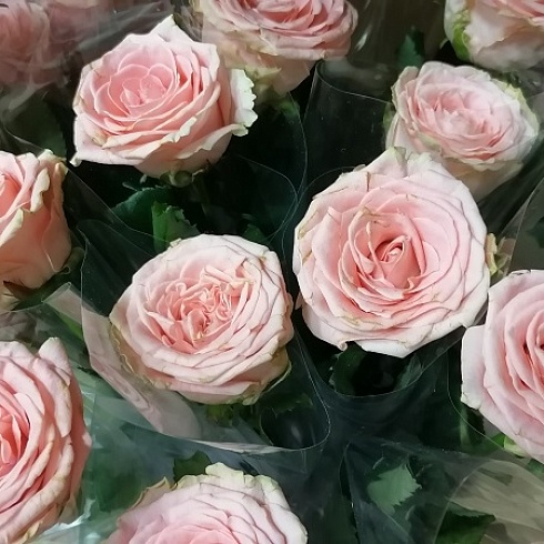 В Коми чествовали победителей конкурса  «Лучшие товары и услуги Республики Коми» и всероссийского конкурса Программы «100 лучших товаров России»