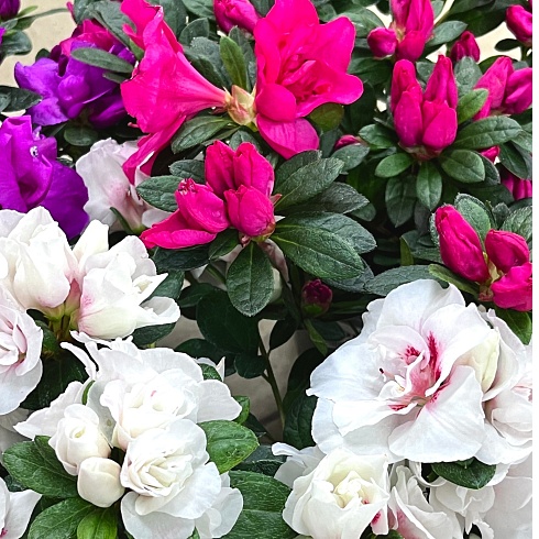 Выбирай своё. Цветущая семейная компания Татьяны Морозовой - участник проекта ТПП РФ «Семейные компании России»