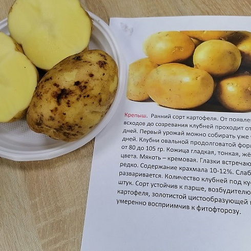 В ТПП Коми прошла торгово-закупочная сессия по реализации картофеля и овощей урожая 2022 года