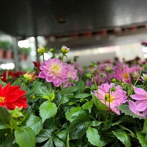 Выбирай своё. Цветущая семейная компания Татьяны Морозовой - участник проекта ТПП РФ «Семейные компании России»