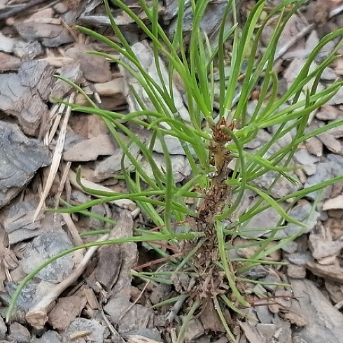 Участникам семинара "От леса до магазина" показали сертифицированный лесной участок "Жешартского ЛПК" 