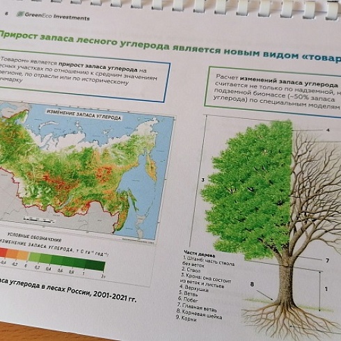 Арендаторам лесов Коми разъяснили, как зарабатывать на предотвращении и поглощении выбросов парниковых газов 