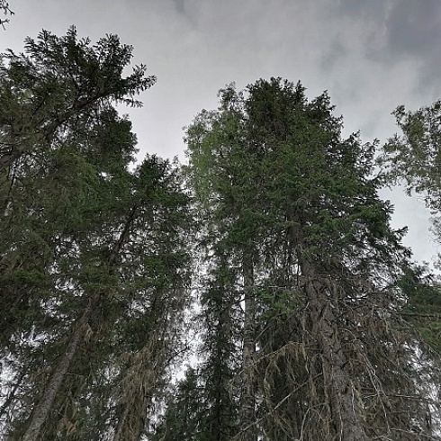 Участникам семинара "От леса до магазина" показали сертифицированный лесной участок "Жешартского ЛПК" 